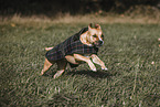 American Pit Bull Terrier