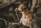 American Pit Bull Terrier