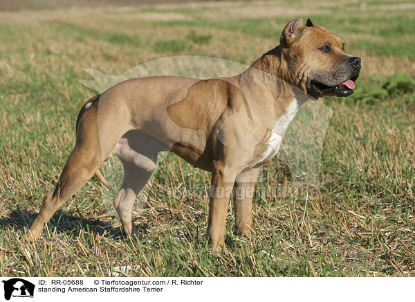 stehender / standing American Staffordshire Terrier / RR-05688