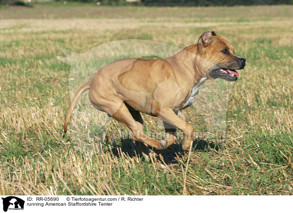 rennender / running American Staffordshire Terrier / RR-05690