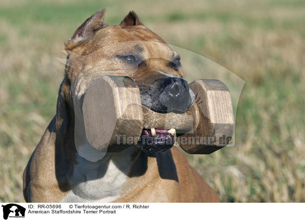 American Staffordshire Terrier Portrait / American Staffordshire Terrier Portrait / RR-05696