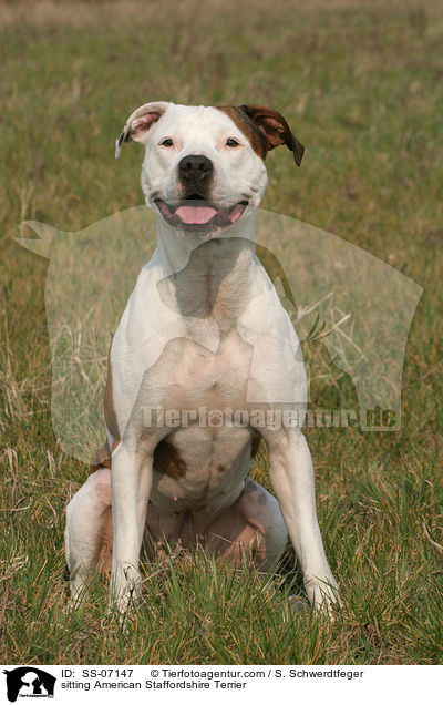 sitzender American Staffordshire Terrier / sitting American Staffordshire Terrier / SS-07147