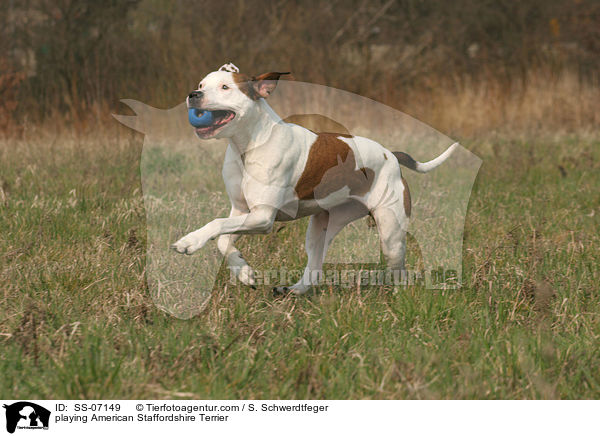 spielender American Staffordshire Terrier / playing American Staffordshire Terrier / SS-07149