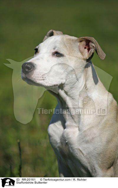 Staffordshire Bullterrier / Staffordshire Bullterrier / RR-20161