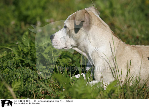 Staffordshire Bullterrier / Staffordshire Bullterrier / RR-20162