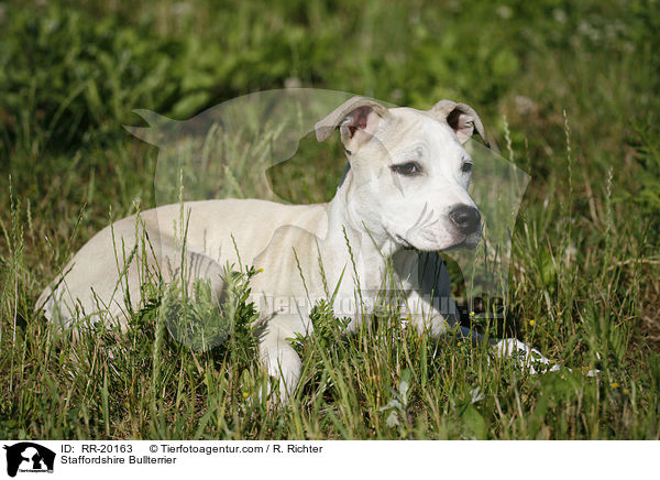 Staffordshire Bullterrier / Staffordshire Bullterrier / RR-20163
