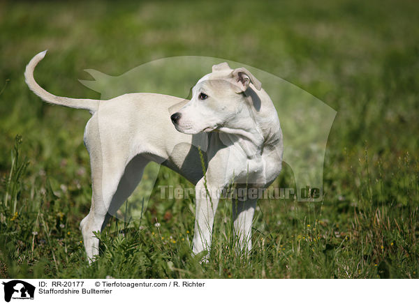 Staffordshire Bullterrier / Staffordshire Bullterrier / RR-20177