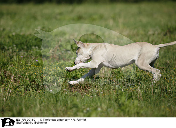 Staffordshire Bullterrier / Staffordshire Bullterrier / RR-20182