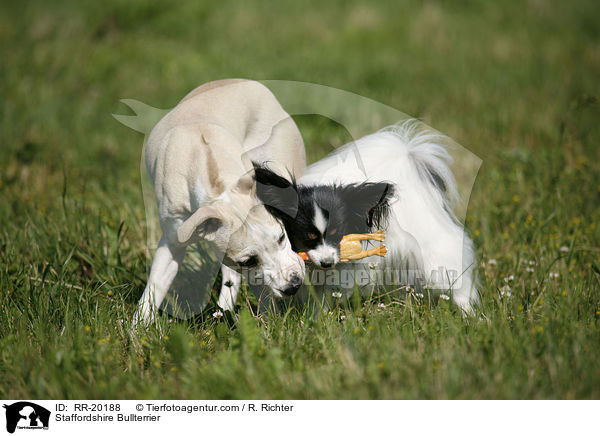Staffordshire Bullterrier / Staffordshire Bullterrier / RR-20188