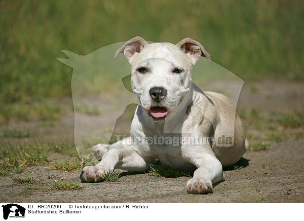 Staffordshire Bullterrier / Staffordshire Bullterrier / RR-20200