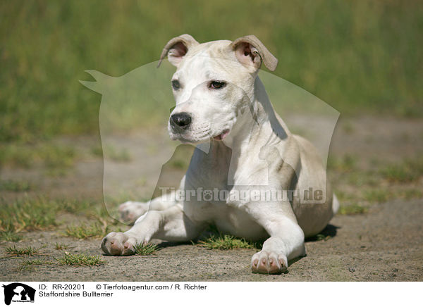 Staffordshire Bullterrier / Staffordshire Bullterrier / RR-20201