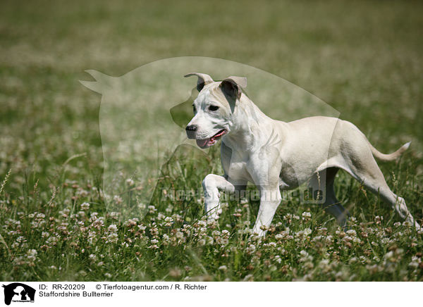 Staffordshire Bullterrier / Staffordshire Bullterrier / RR-20209