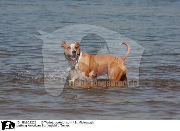 bathing American Staffordshire Terrier / BM-02223