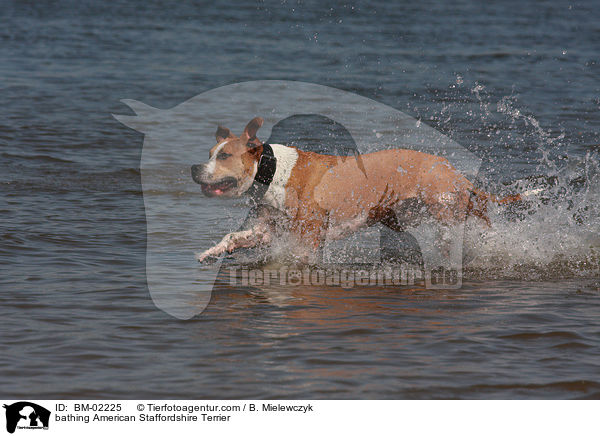 bathing American Staffordshire Terrier / BM-02225