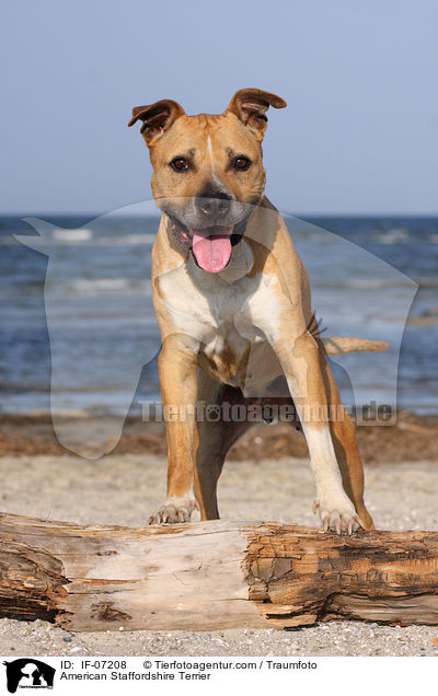 American Staffordshire Terrier / IF-07208