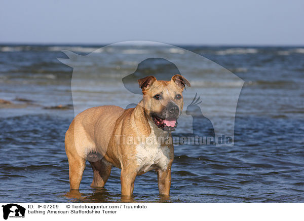 bathing American Staffordshire Terrier / IF-07209