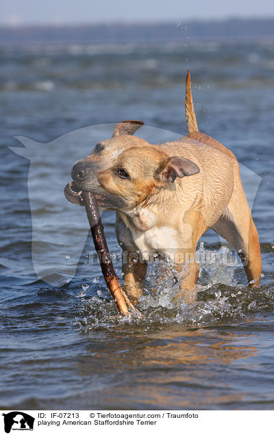 playing American Staffordshire Terrier / IF-07213