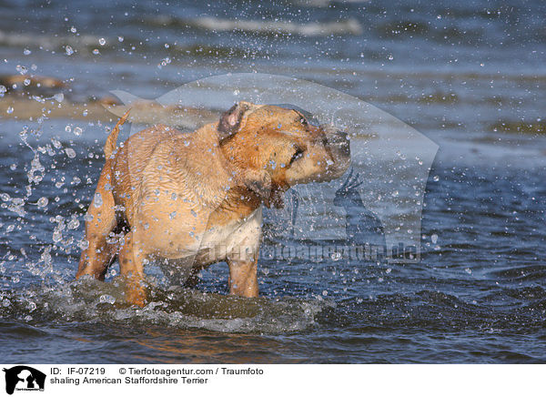 shaling American Staffordshire Terrier / IF-07219
