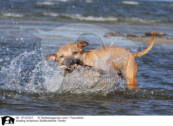 shaling American Staffordshire Terrier / IF-07221