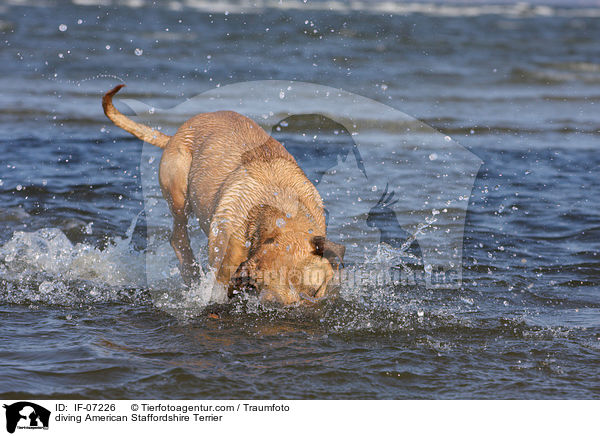 diving American Staffordshire Terrier / IF-07226
