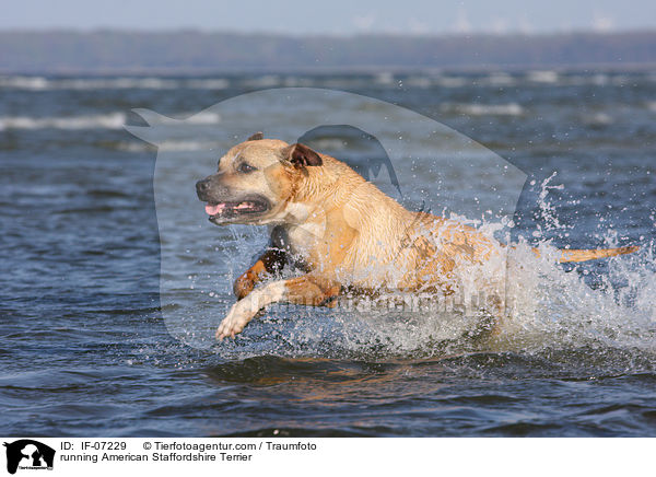 rennender American Staffordshire Terrier / running American Staffordshire Terrier / IF-07229
