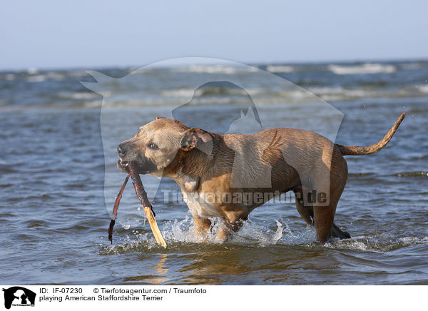 spielender American Staffordshire Terrier / playing American Staffordshire Terrier / IF-07230