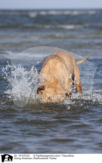 tauchender American Staffordshire Terrier / diving American Staffordshire Terrier / IF-07233