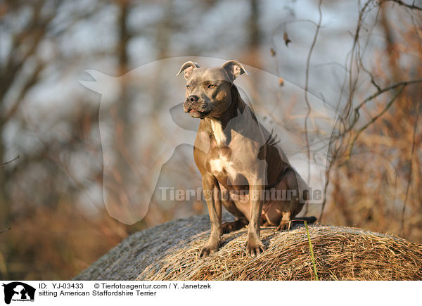 sitzender American Staffordshire Terrier / sitting American Staffordshire Terrier / YJ-03433