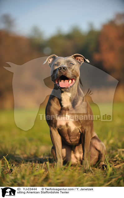 sitzender American Staffordshire Terrier / sitting American Staffordshire Terrier / YJ-03444