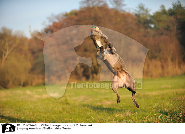 springender American Staffordshire Terrier / jumping American Staffordshire Terrier / YJ-03446