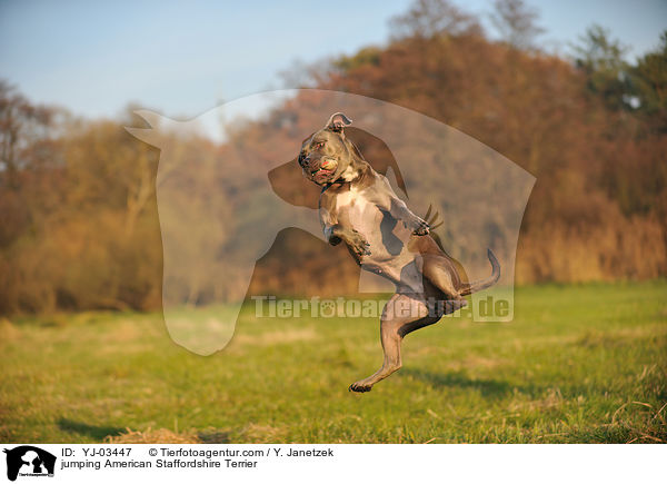 springender American Staffordshire Terrier / jumping American Staffordshire Terrier / YJ-03447