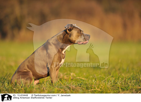 sitzender American Staffordshire Terrier / sitting American Staffordshire Terrier / YJ-03448