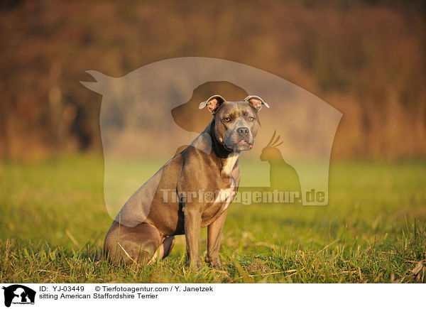 sitzender American Staffordshire Terrier / sitting American Staffordshire Terrier / YJ-03449