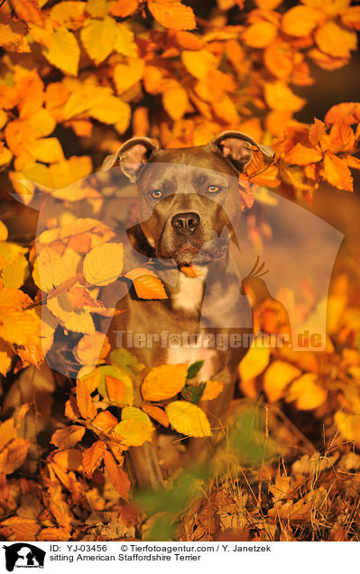 sitzender American Staffordshire Terrier / sitting American Staffordshire Terrier / YJ-03456