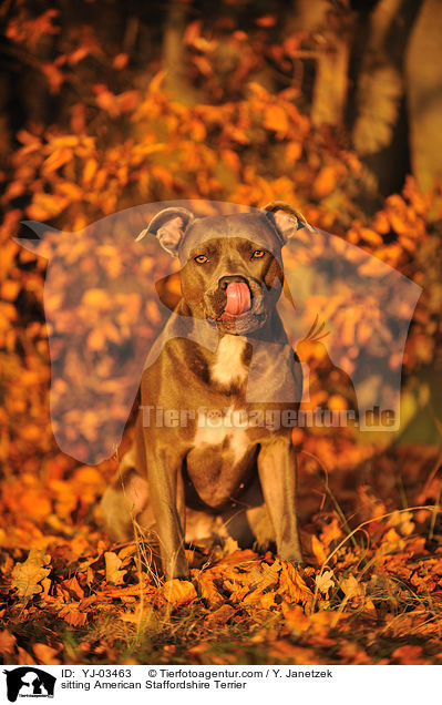 sitting American Staffordshire Terrier / YJ-03463