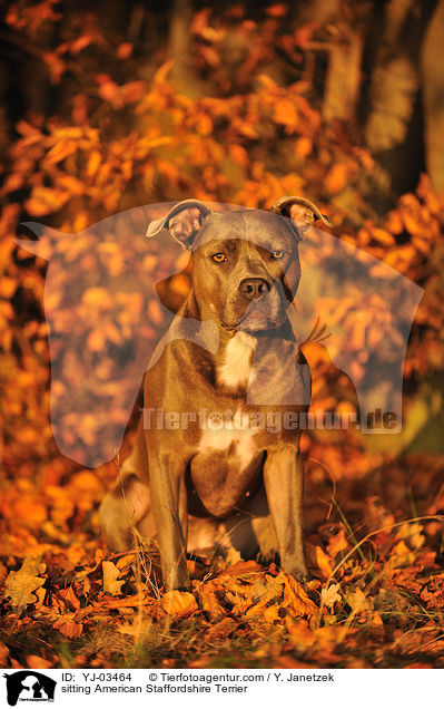 sitting American Staffordshire Terrier / YJ-03464