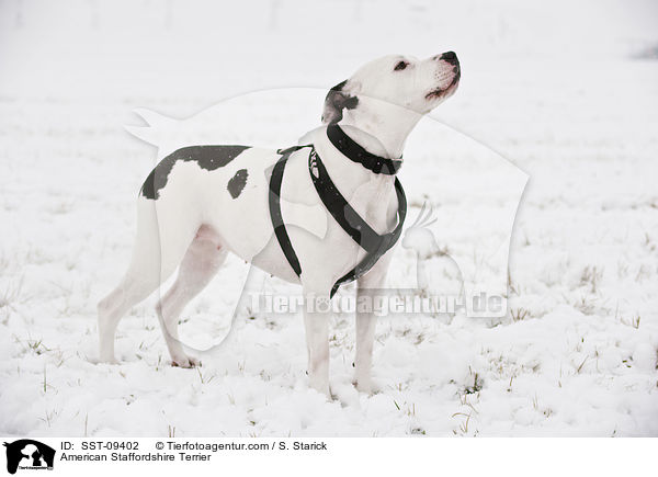 American Staffordshire Terrier / American Staffordshire Terrier / SST-09402