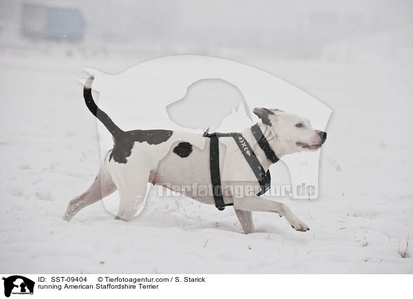 rennender American Staffordshire Terrier / running American Staffordshire Terrier / SST-09404