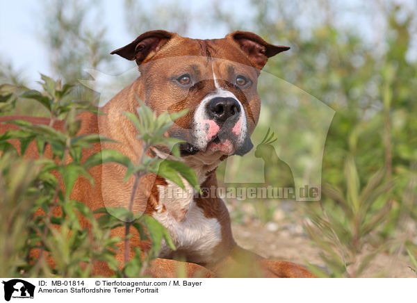 American Staffordshire Terrier Portrait / American Staffordshire Terrier Portrait / MB-01814