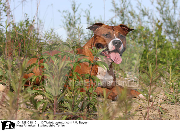 lying American Staffordshire Terrier / MB-01815