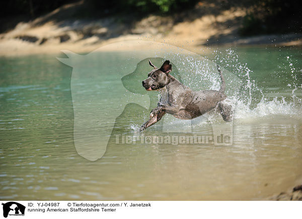 rennender American Staffordshire Terrier / running American Staffordshire Terrier / YJ-04987