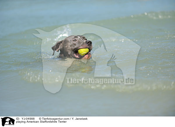 playing American Staffordshire Terrier / YJ-04988