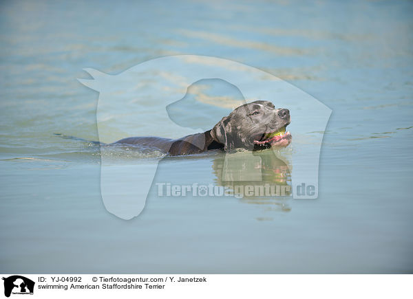 schwimmender American Staffordshire Terrier / swimming American Staffordshire Terrier / YJ-04992