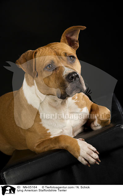 lying American Staffordshire Terrier / NN-05164