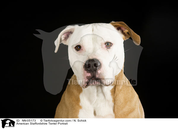 American Staffordshire Terrier Portrait / NN-05173