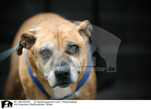 old American Staffordshire Terrier / BS-05347