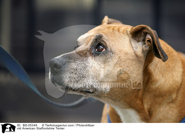 old American Staffordshire Terrier / BS-05348