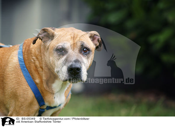 old American Staffordshire Terrier / BS-05349