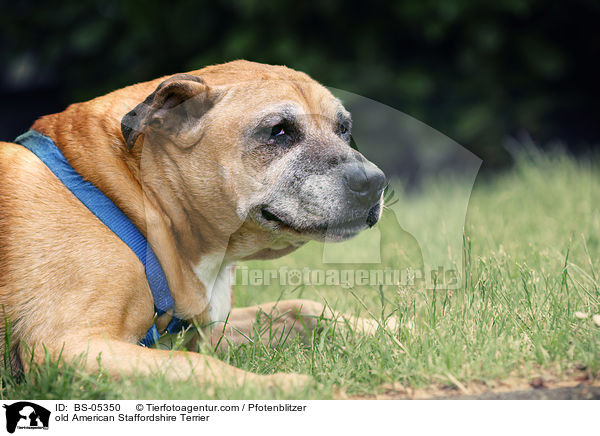 old American Staffordshire Terrier / BS-05350