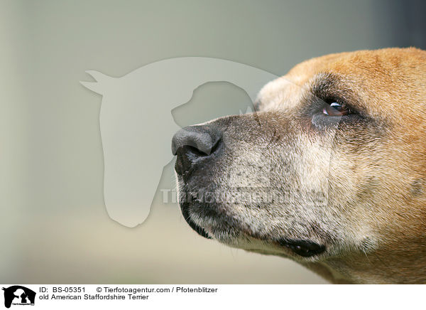 old American Staffordshire Terrier / BS-05351